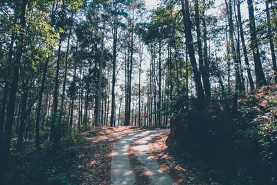 清理森林内蜿蜒的道路